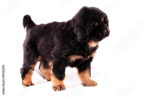 Тибетский мастиф, щенок, удивлен