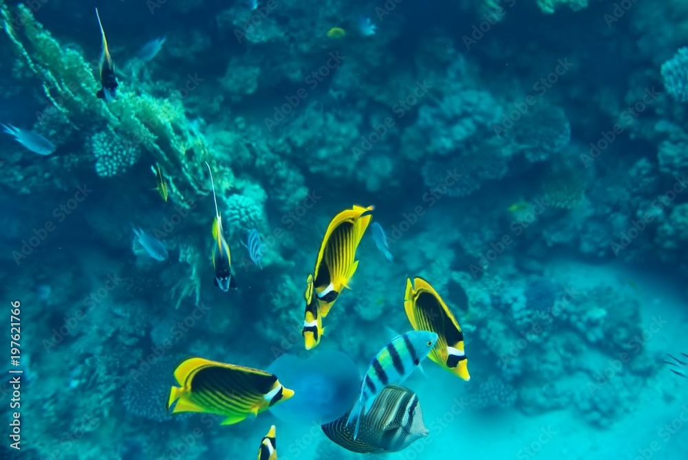 the underwater world of the coral of the Red Sea the underwater world of the coral of the Red Sea