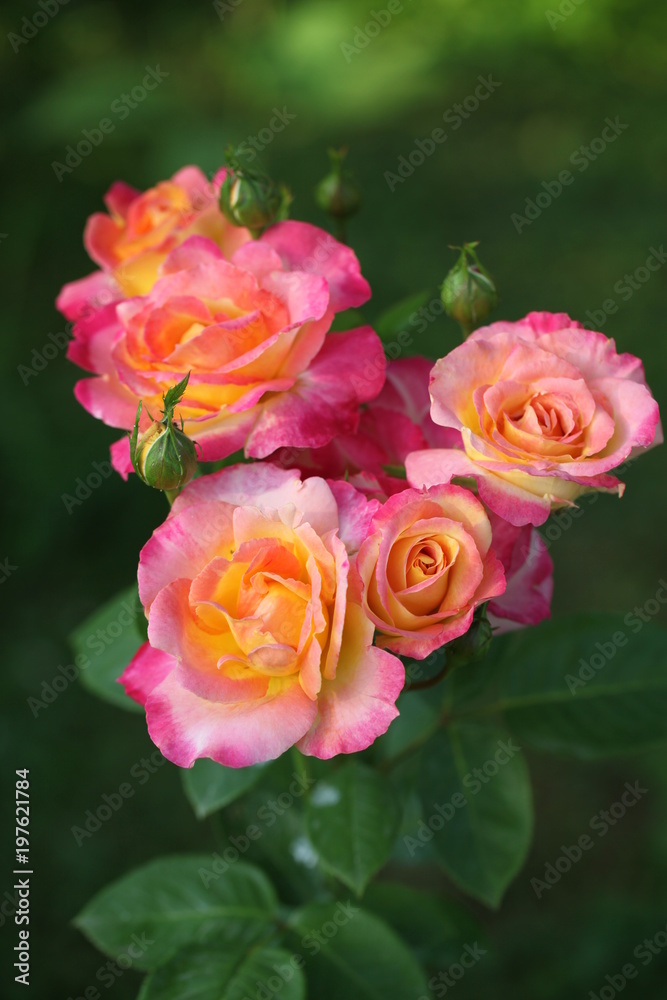 The tea rose tree The tea rose tree
