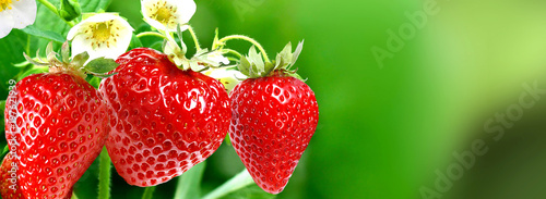 gardening strawberries harvest.sweet nature