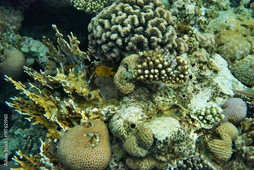 the underwater world of the coral of the Red Sea