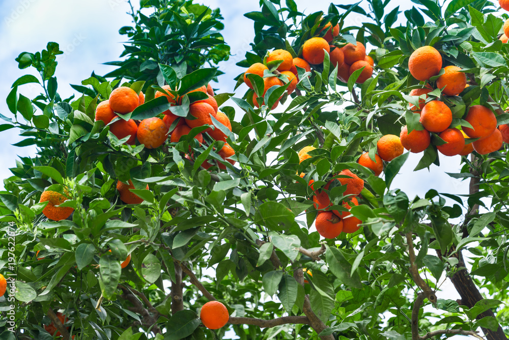 Mandarine tree in the garden