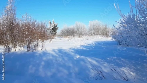 Winter snowy landscape outside the city on a Sunny frosty day. Field and trees are covered with snow. Rural nature of the severe Russian winter. Rare snowflakes falling on a blue sky background photo