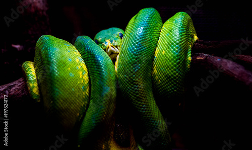 Green snake on the branch forest