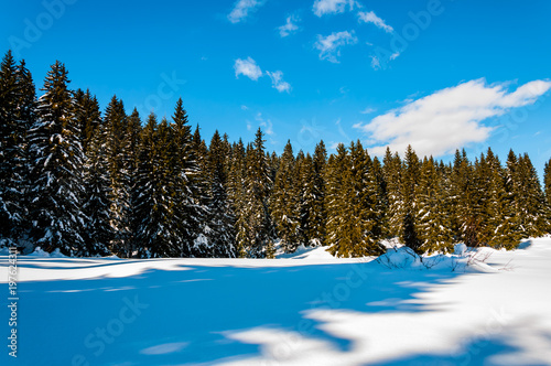 Beautiful mountain Igman photo