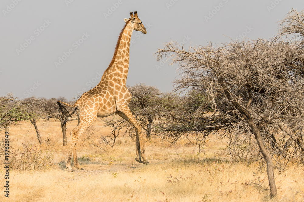 Obraz premium Girafe au galop