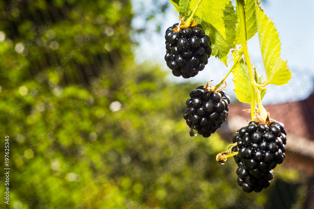 Fresh organic blackberries growing in a garden. Fruit concept Fresh organic blackberries growing in a garden. Fruit concept