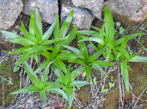 Portuguese Squill (Scilla peruviana) photo