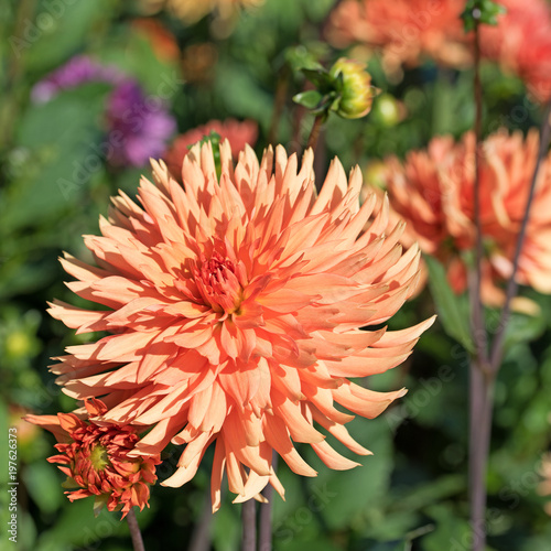 Fototapeta Naklejka Na Ścianę i Meble -  Dahlien, Dahlias