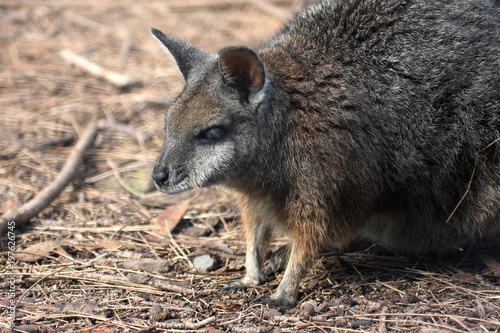 Little kangaroo Tammar Wallaby, Macropus eugeni, Australia photo