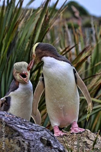 The most precious penguin living, Yellow-eyed penguin, Megadyptes antipodes, New Zealand