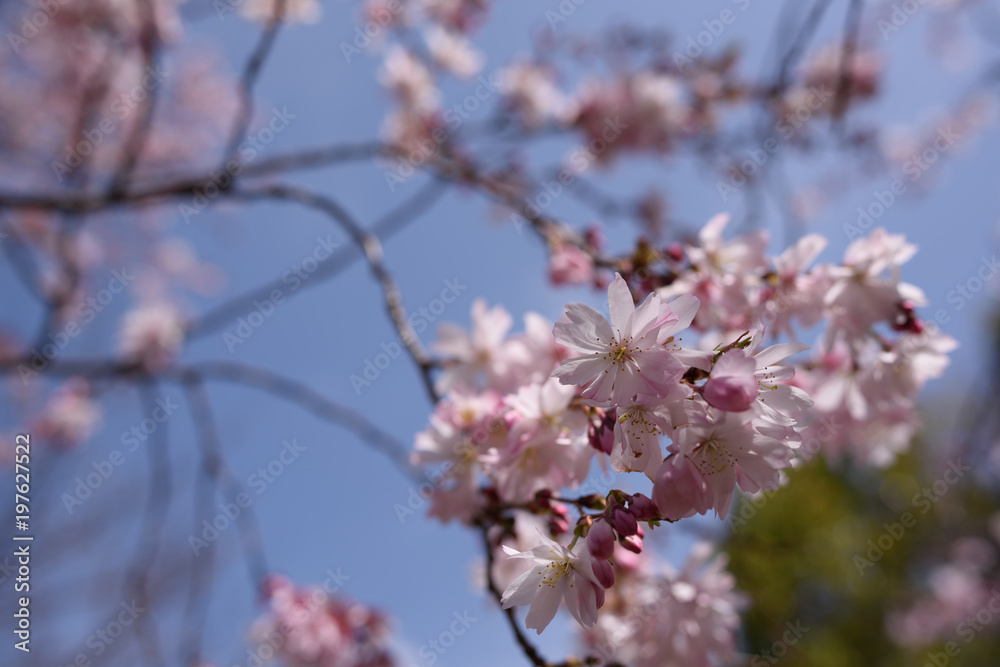 Obraz premium 長居公園の桜