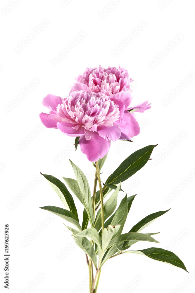 pink peonies isolated on white background pink peonies isolated on white background