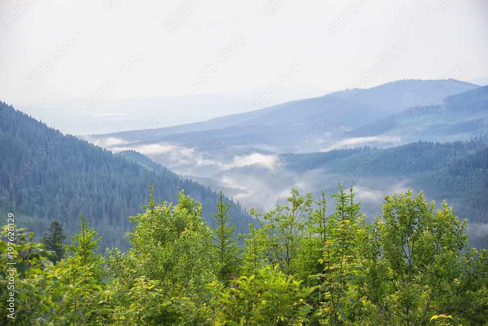 Fototapeta premium Summer landscape in the Carpathian mountains