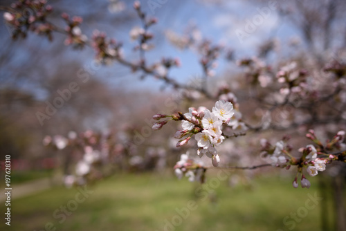 長居公園の桜 © Masamitsu