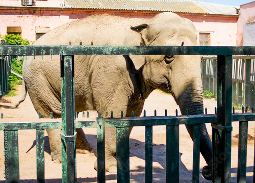 A group of animals are together on a nature background with text area. Animals range from an elephant, zebra, bear and rhino. Use it for a zoo photo