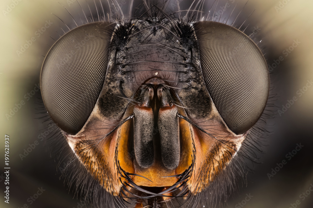 Focus Stacking - Common Blue Bottle Fly, Bluebottle Fly, Flies