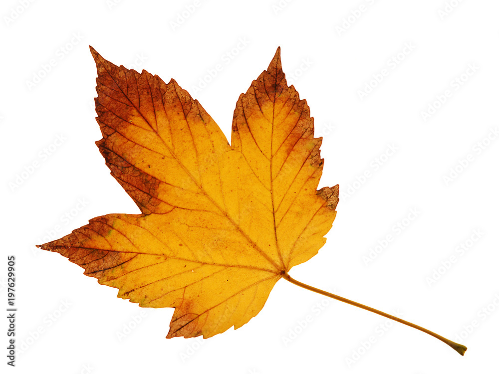 colorful leaf on isolated white background colorful leaf on isolated white background
