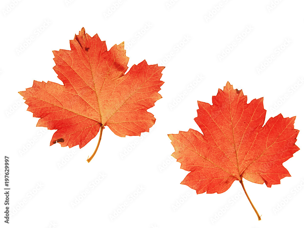 colorful leaf on isolated white background colorful leaf on isolated white background