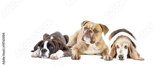 three lying dogs isolated