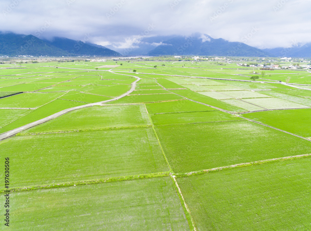  aerial view of rice field in Taiwan at spring