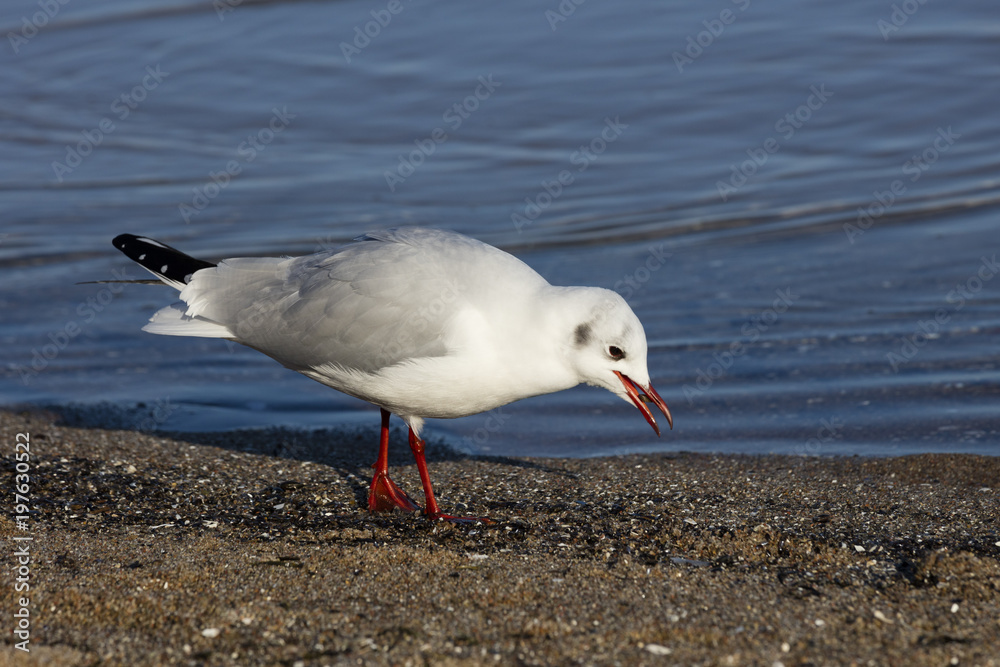 Naklejka premium Lachmöwe, (Larus ridibundus), Möwe, (Laridae), Ostseeküste, Lübecker Bucht, Schleswig-Holstein, Deutschland