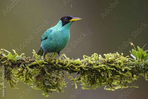 Green Honeycreeper - Chlorophanes spiza, beatiful small colorful honeycreeper from Costa Rica. photo