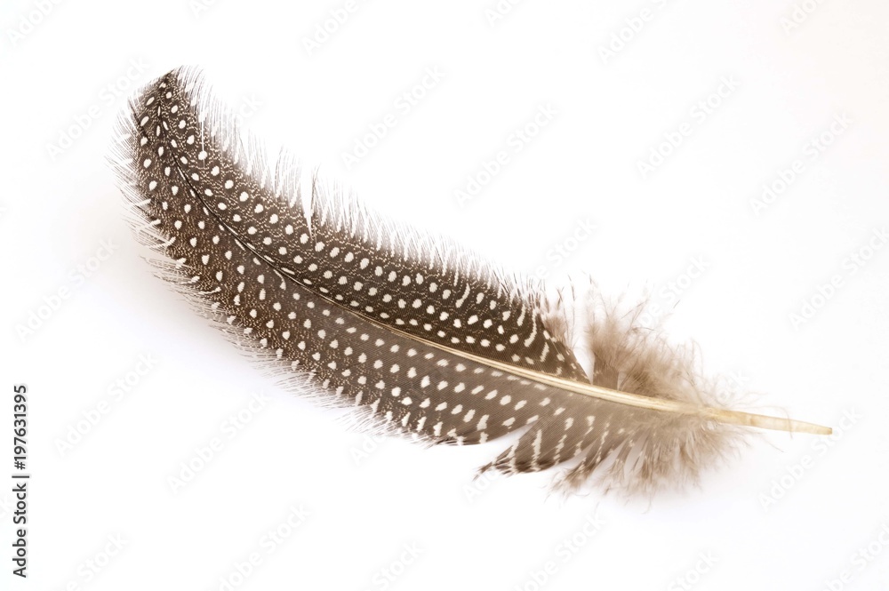 Mole feather of a bird wings on white background Mole feather of a bird wings on white background