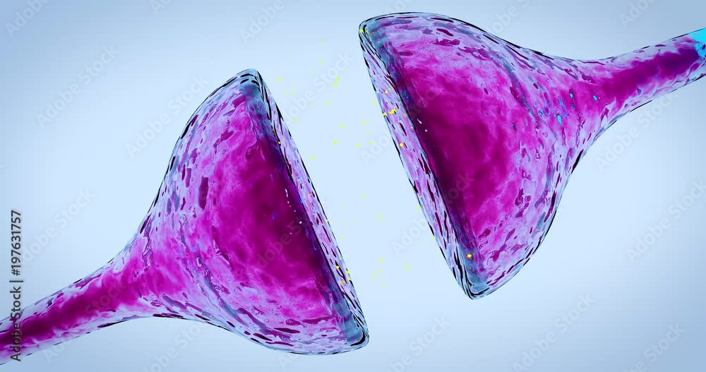 Neuron Synapse with chemical transmitters and receptors and electrical impulse neuron signaling