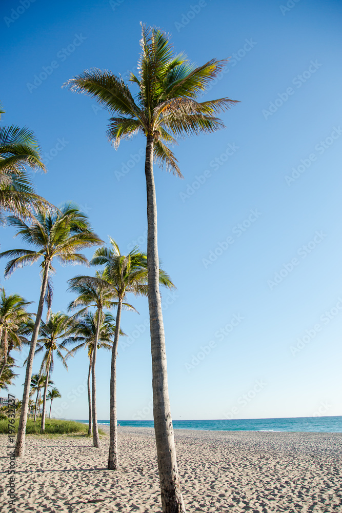 Tropical Florida Beach with Palm Trees Next to the Ocean at Sunrise or Sunset Tropical Florida Beach with Palm Trees Next to the Ocean at Sunrise or Sunset