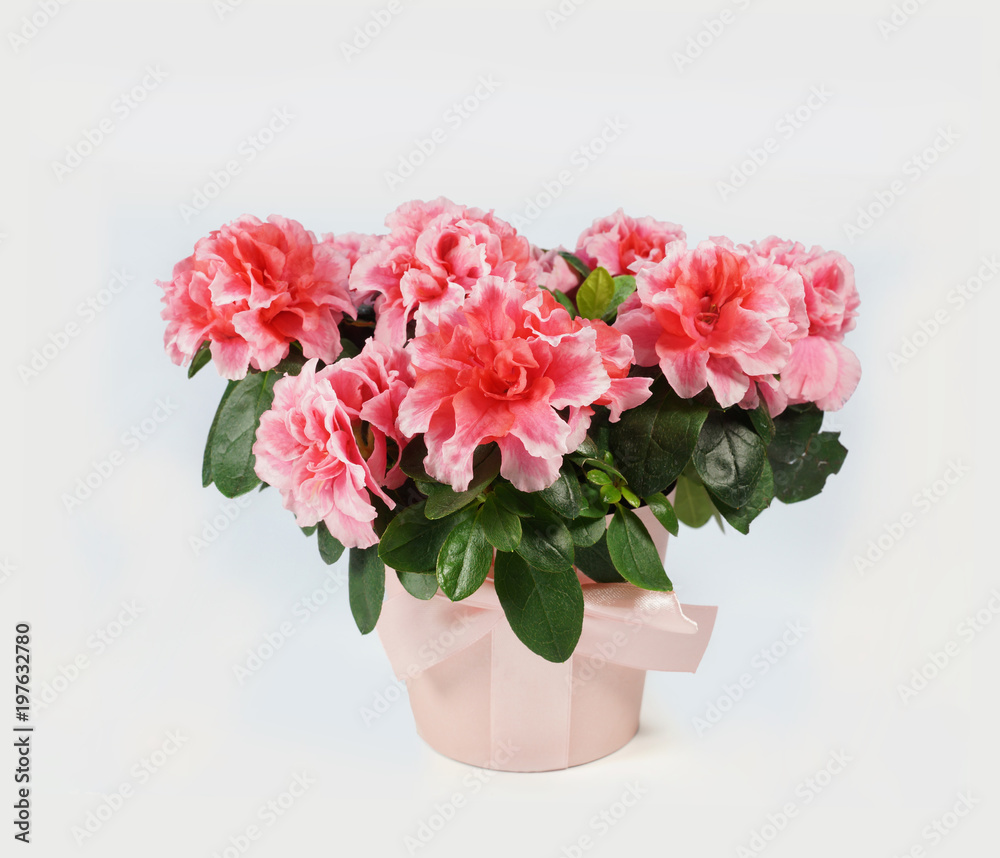 Fully bloomed azalea in a pink fabric flower pot on a white background
