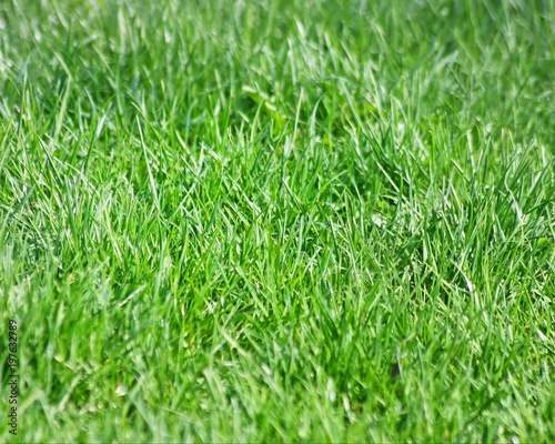 Healthy green lawn without the use of pesticides 