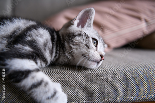 Cute American cat Kitten