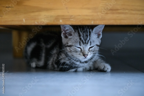 Cute American cat Kitten