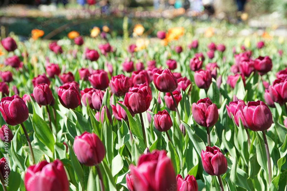 Beautiful and colorful close up shot of Tulip blossom Beautiful and colorful close up shot of Tulip blossom