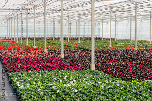 Colorful flowers in a specialized nursery of garden plants