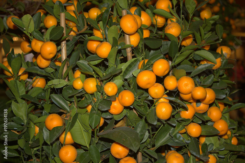 tangerines on a tree