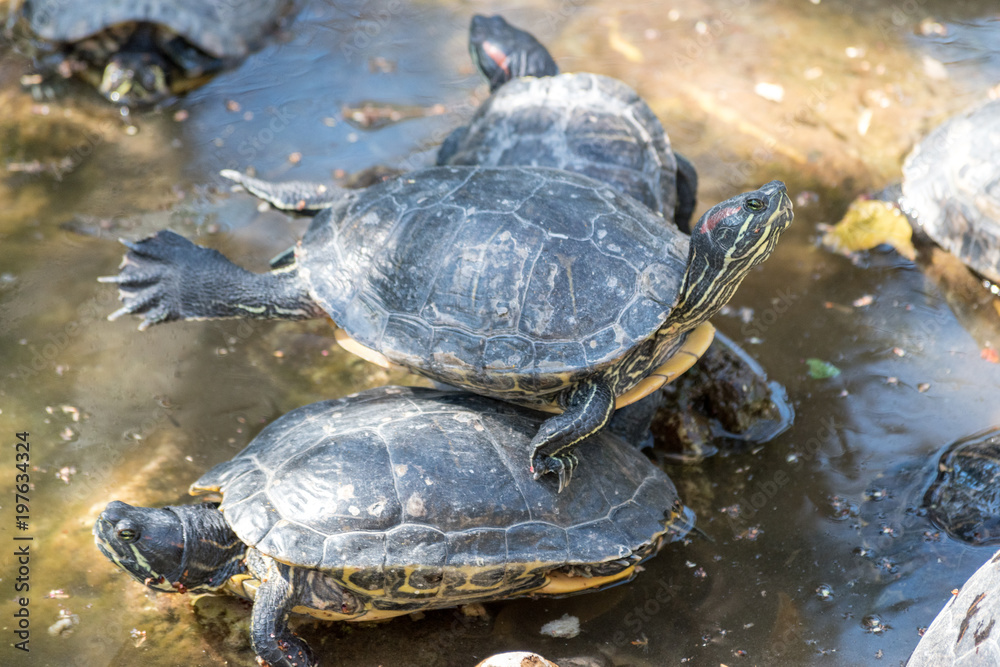 Cute turtles rest under sun on pond. Cute turtles rest under sun on pond.