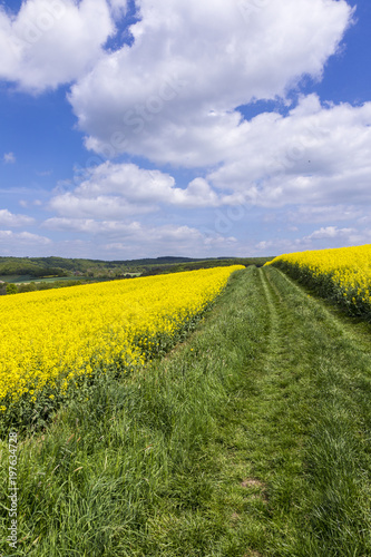 Fototapeta Naklejka Na Ścianę i Meble -  Spring countryside of yellow rapeseed fields in bloom