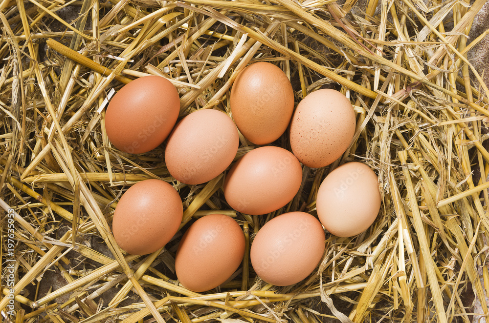 Fresh eggs in the henhouse
