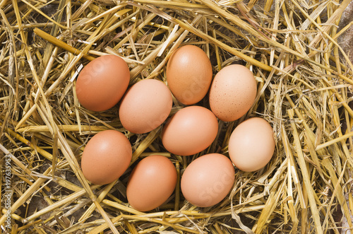 Fresh eggs in the henhouse