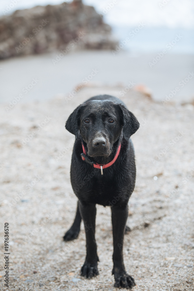 Wet dog on the beach with a pink necklace
