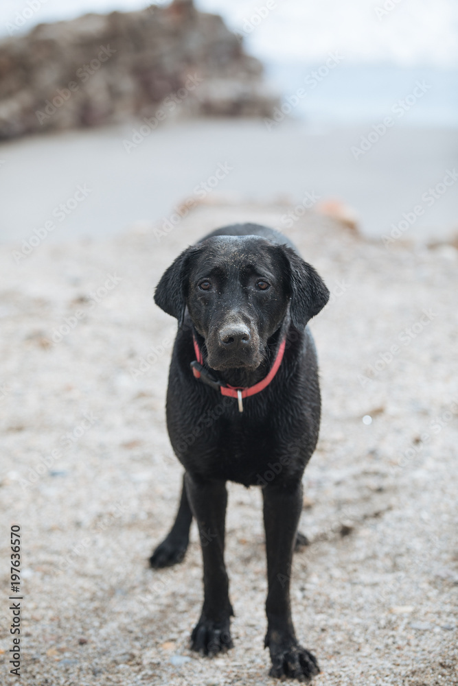 Wet dog on the beach with a pink necklace Wet dog on the beach with a pink necklace