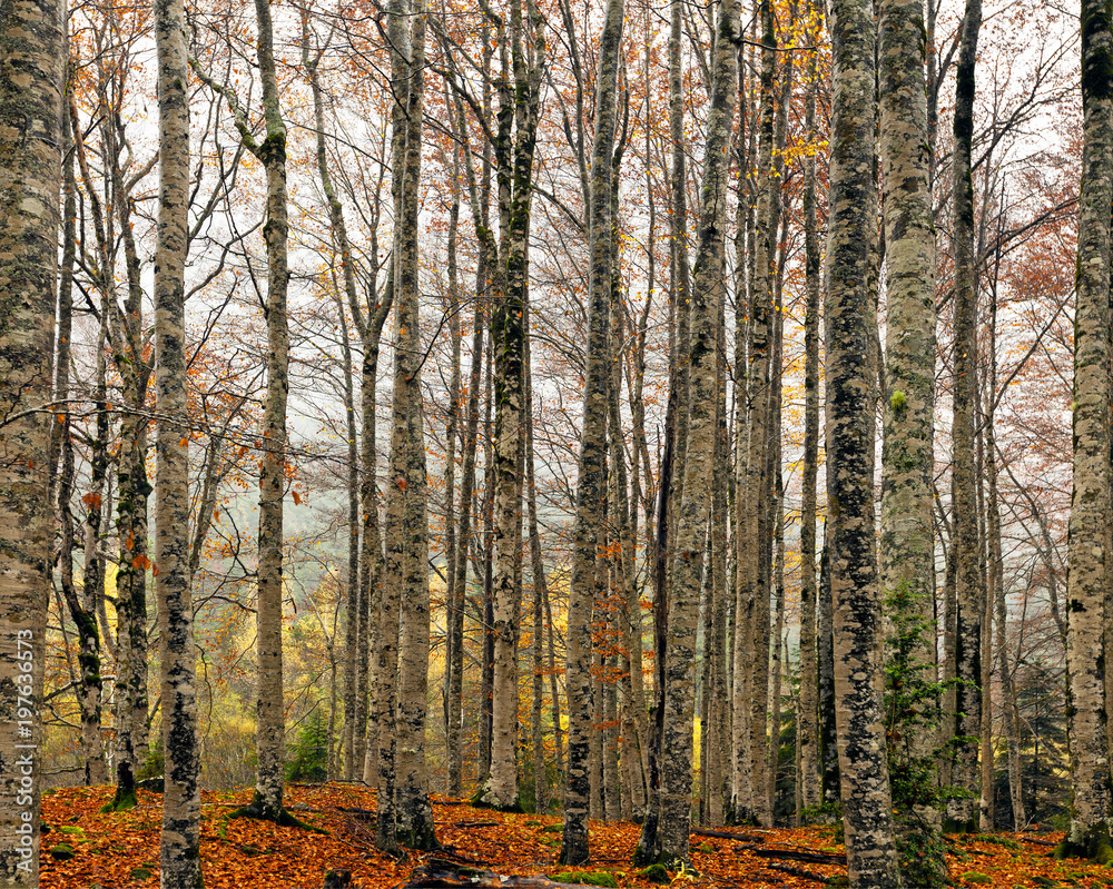 Fototapeta premium Pradera de Ordesa. Pirineos, España