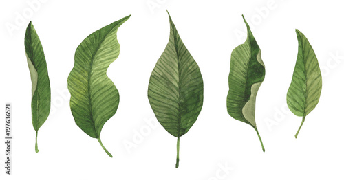 Set of green leaves isolated on white. Watercolor hand drawn illustration © Taity