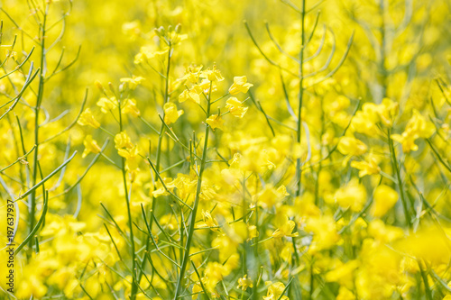 Field of beautiful springtime golden flower of rapeseed closeup on blurred background, canola colza in Latin Brassica napus with rural road and beautiful cloud,  rapeseed is plant for green industry © hiv360