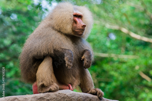 The hamadryas baboon sits on a branch in the jungle photo