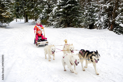 Husky dogs are pulling sledge with two young girls at winter forest in Poland.