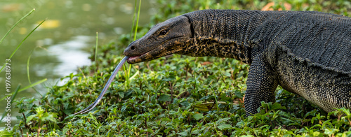 Bindenwaran - Varanus salvator