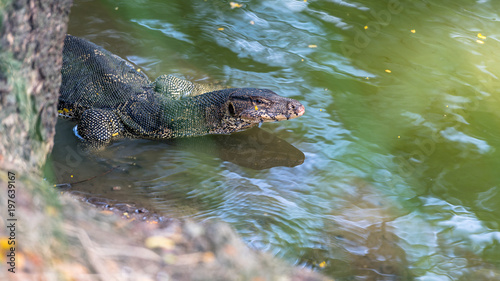 Bindenwaran - Varanus salvator